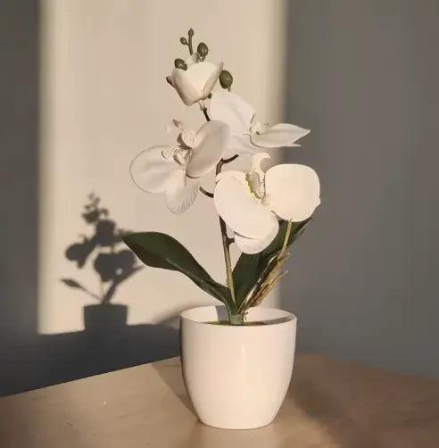 Orchidée Lumea House