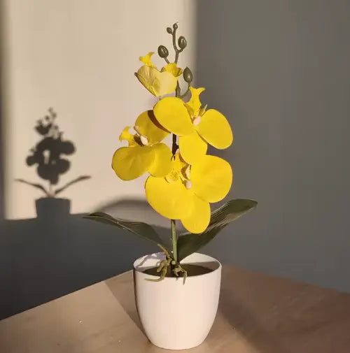 Orchidée Lumea House