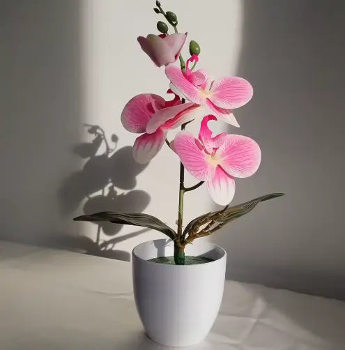 Orchidée Lumea House