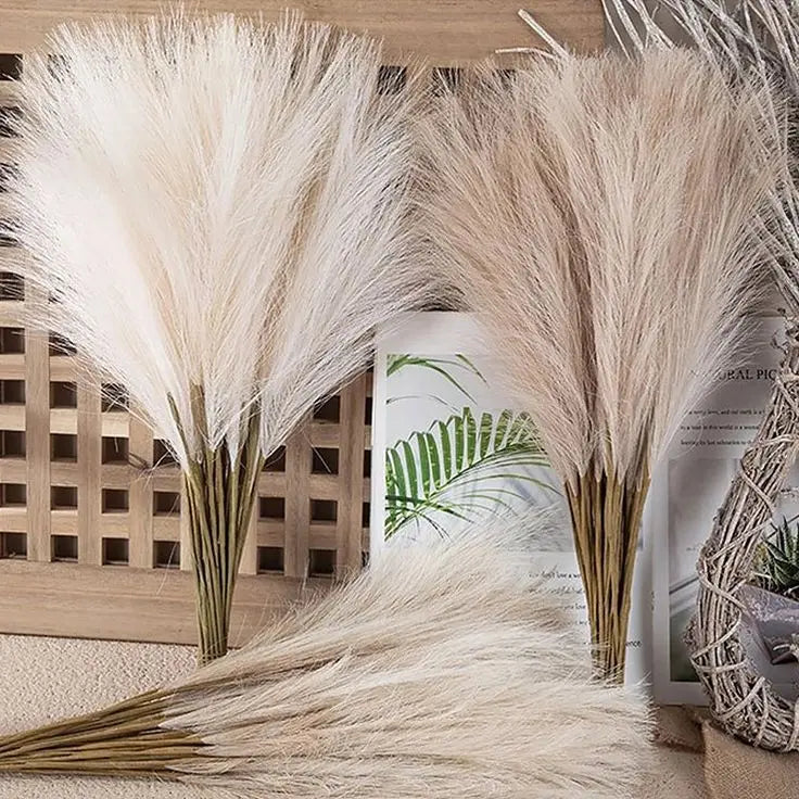Herbe de la Pampa Lumea House