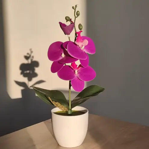 Orchidée Lumea House